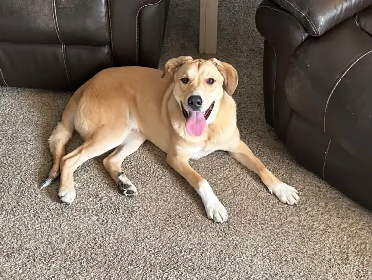 “Rescued and Loved: The Heartwarming Journey of Shelter Dogs”